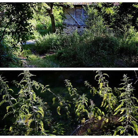 Zvezdano Nebo * Svrljig