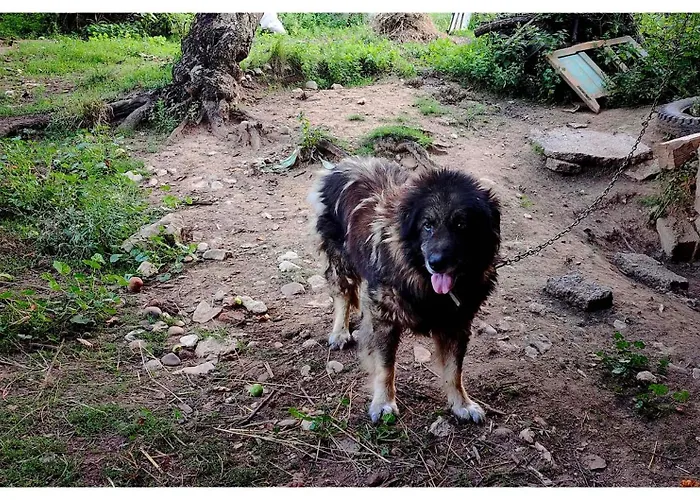 Апартаменты Zvezdano Nebo